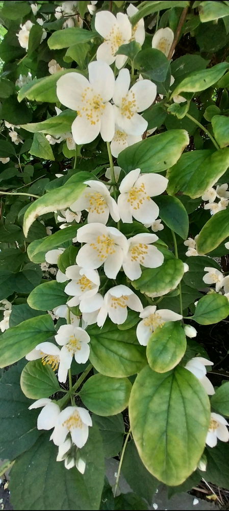 Июльский вайб😊☀️🌺🐌🍓