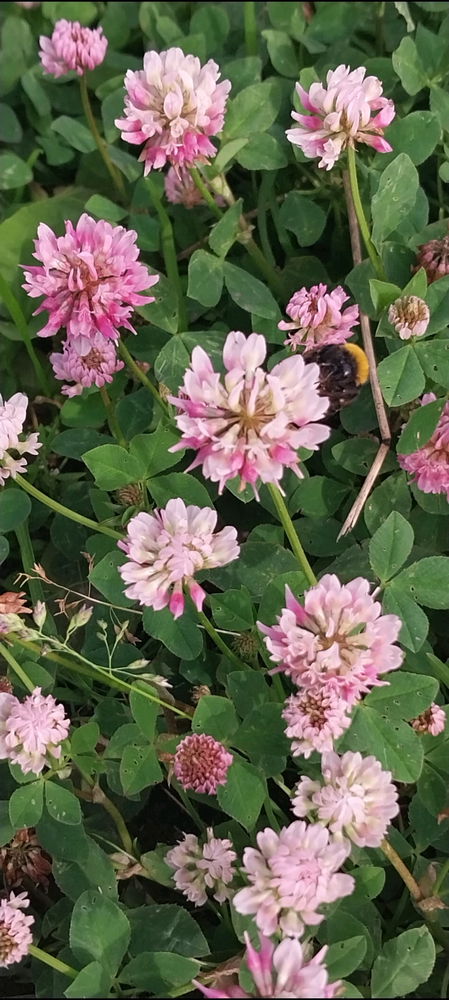 Июльский вайб😊☀️🌺🐌🍓
