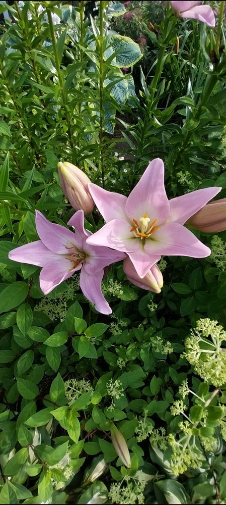 Июльский вайб😊☀️🌺🐌🍓
