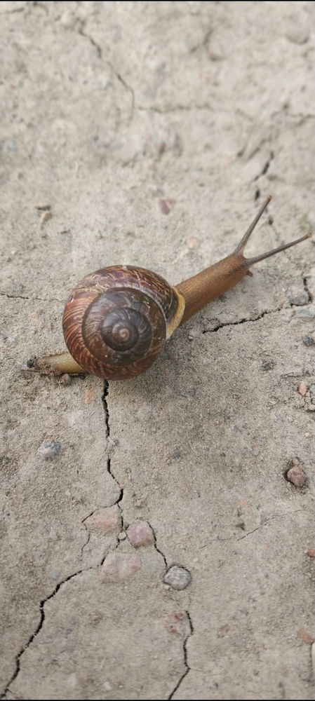 Июльский вайб😊☀️🌺🐌🍓
