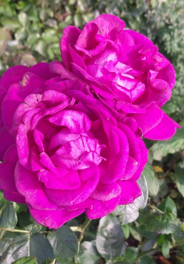 Июльский вайб😊☀️🌺🐌🍓
