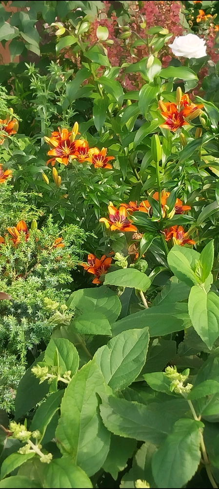Июльский вайб😊☀️🌺🐌🍓