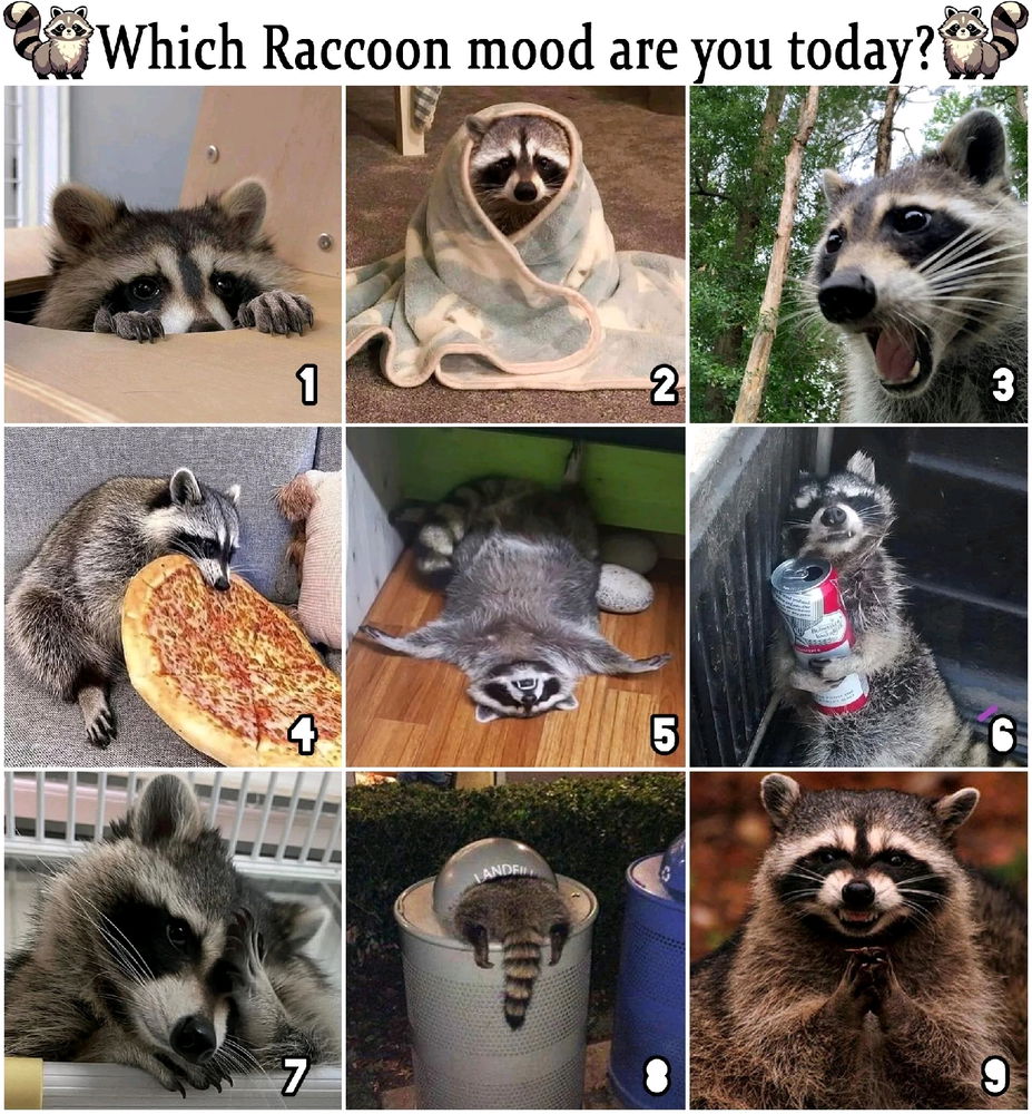 Think fast 🦝