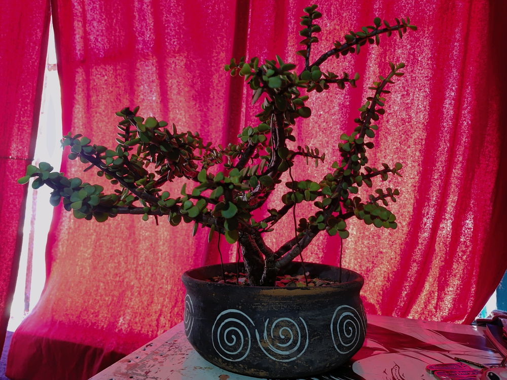 Experimento de bonsai 🌿
