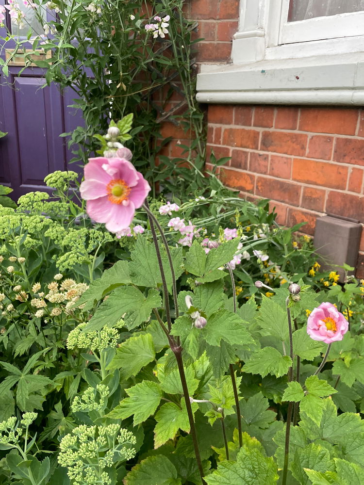 Pink flower
