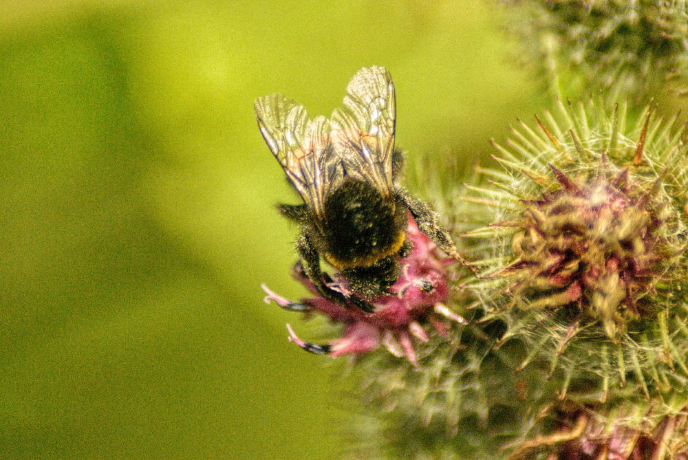 🐝🕷🦗