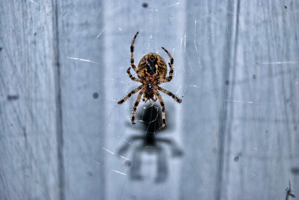 🐝🕷🦗