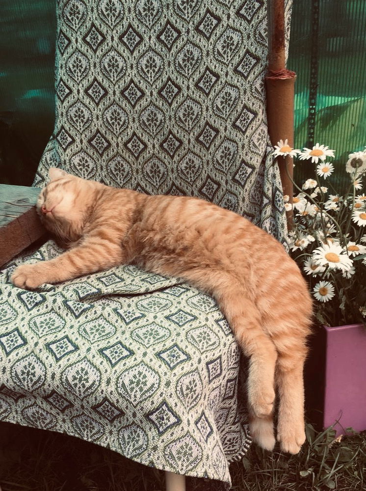 Кот Дали