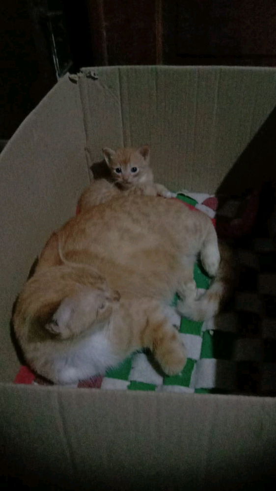 Beranak lagi