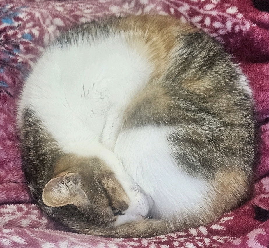 Gatinho macio