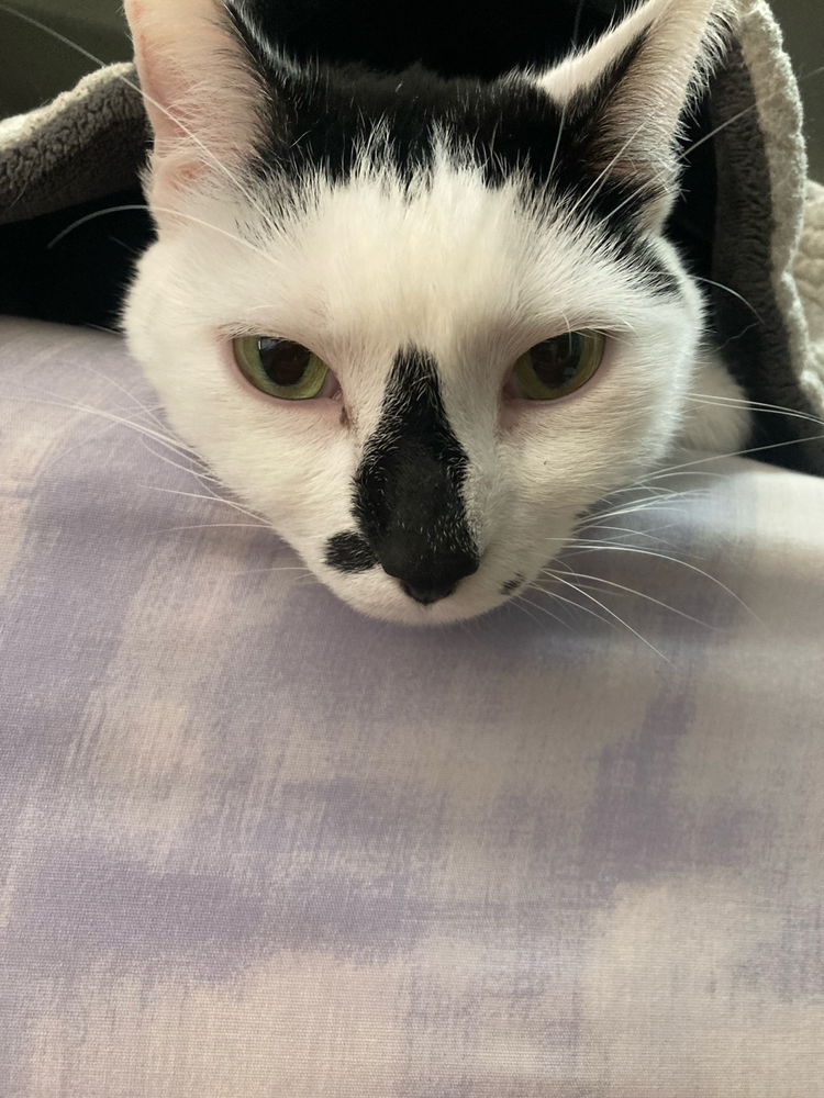 🥺