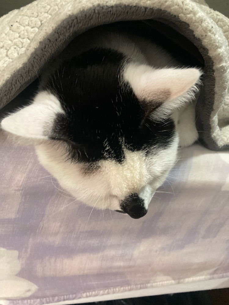 🥺