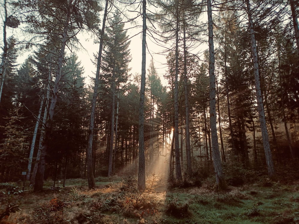 Nature reminds you that you are part of something whole.
