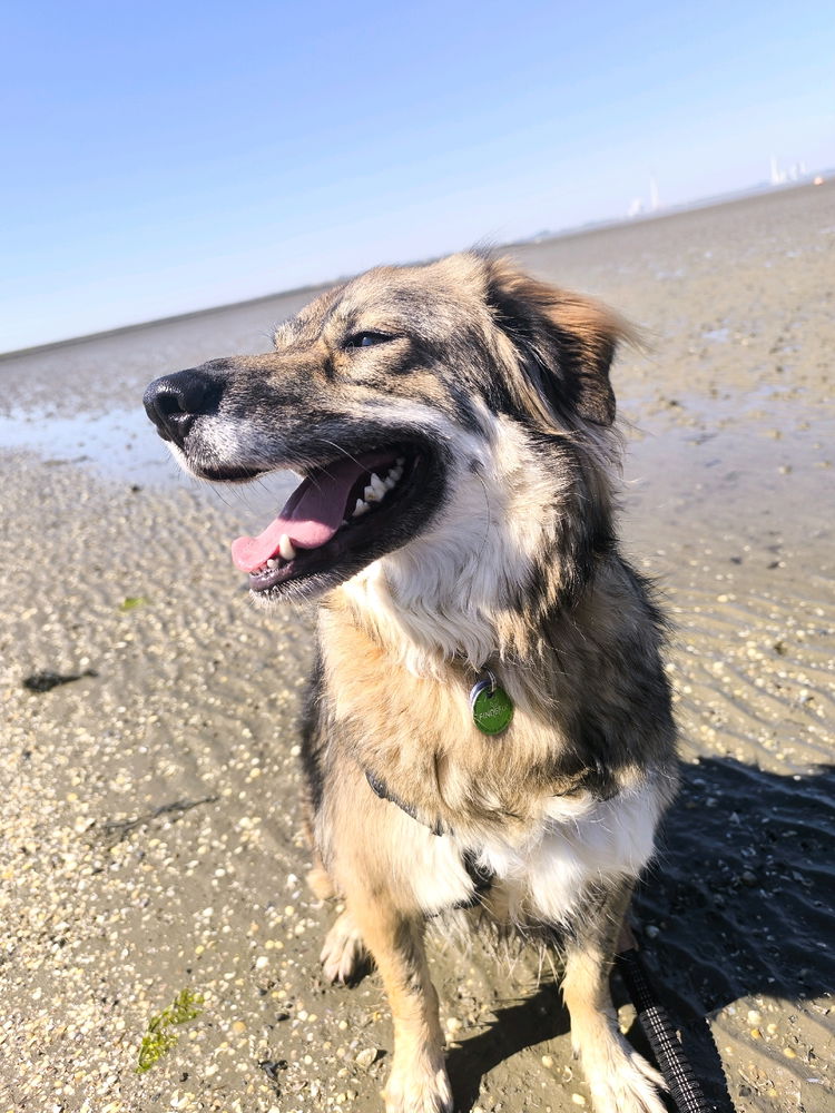 Tierschutz Hund