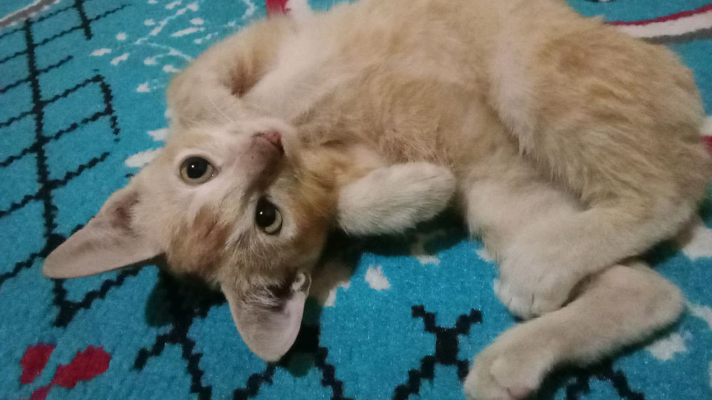 Kucing lucu