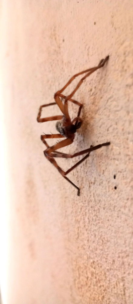 Spinne am Morgen...