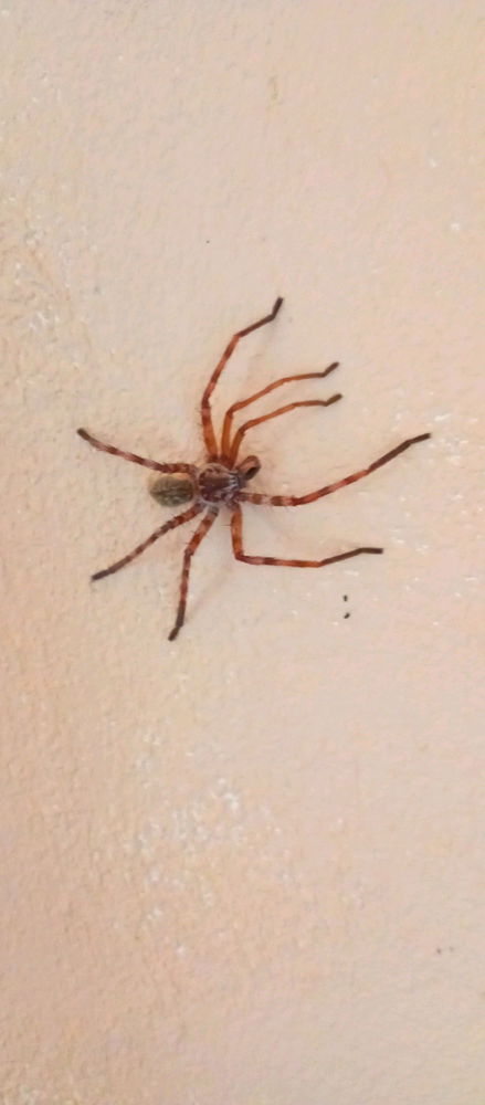 Spinne am Morgen...