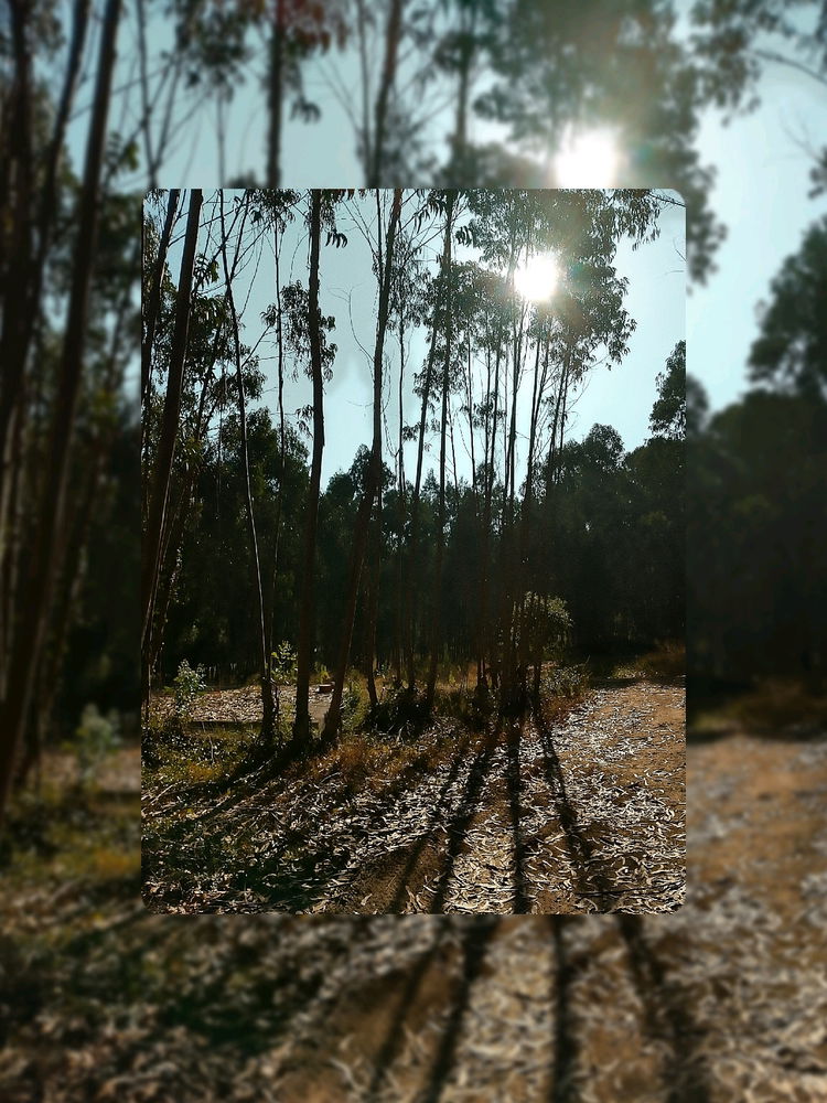 Bom dia