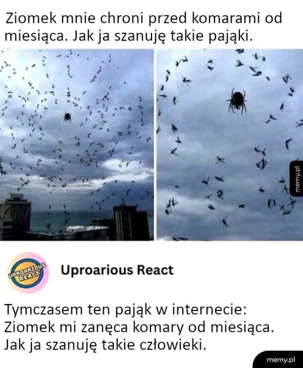 🕷️🕸️🦟