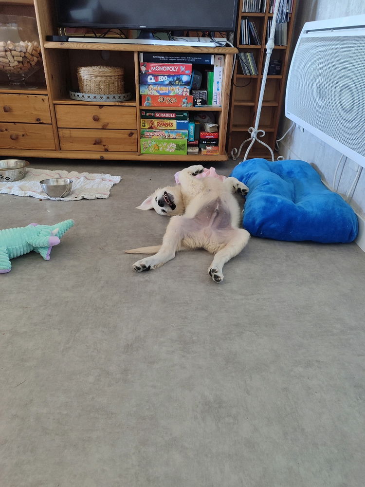 Pet sitting
