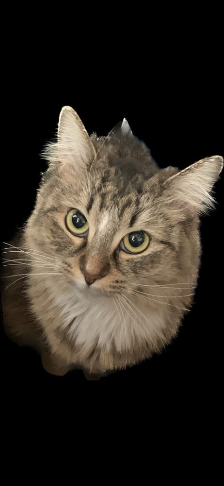 Dávka roztomilosti