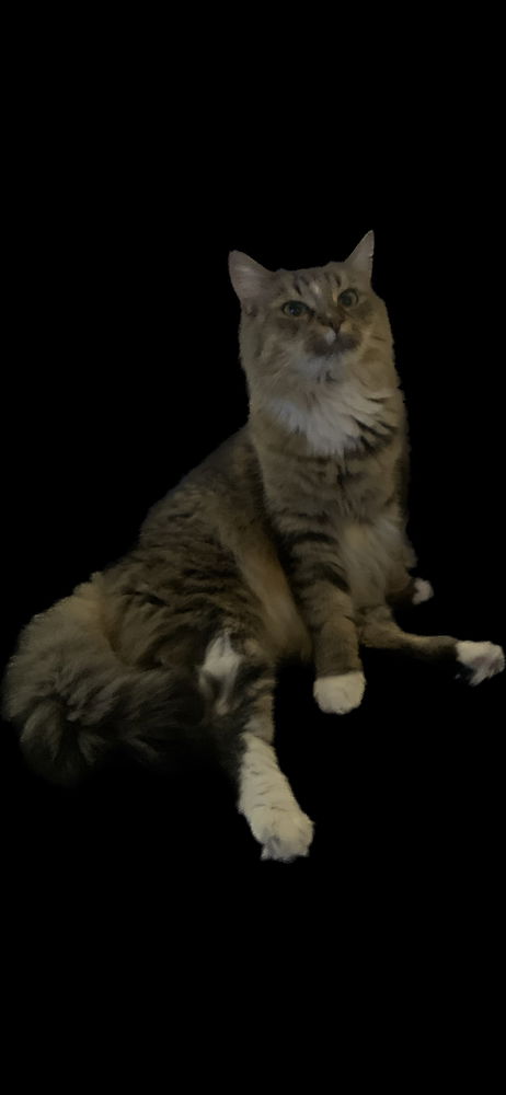 Dávka roztomilosti