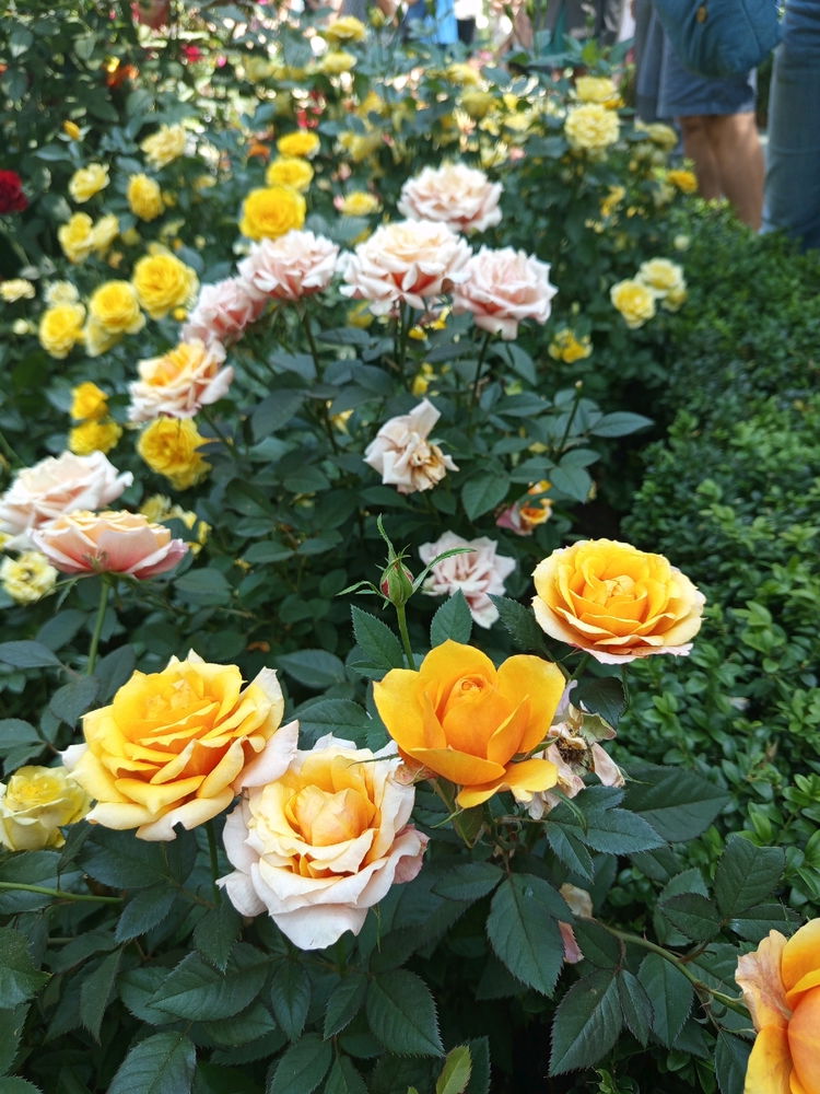 Capture the beauty of nature.🧡💛