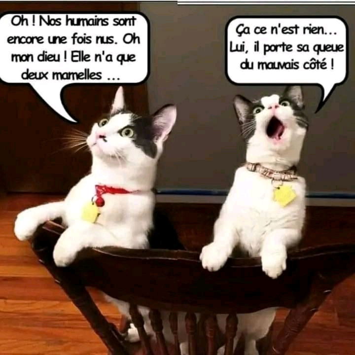 Et si nos 🐱 nous voyaient comme ça...