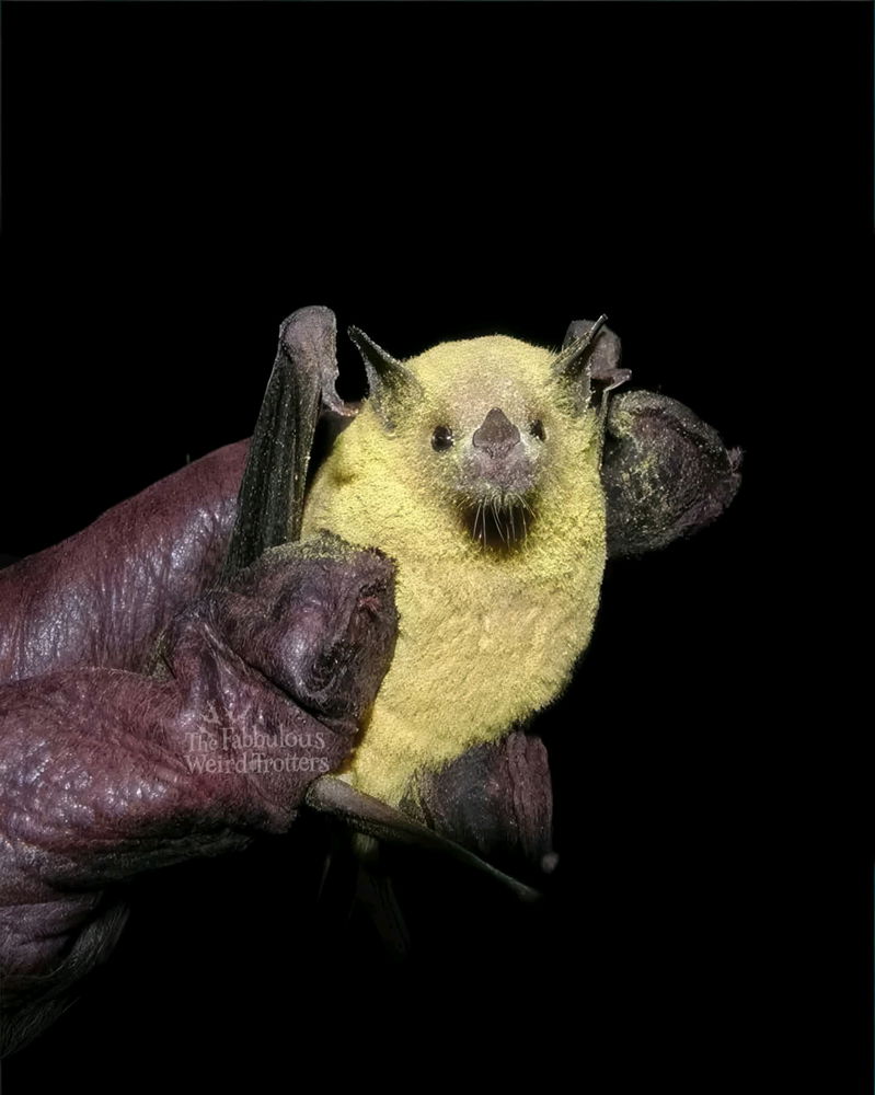 Fledermaus