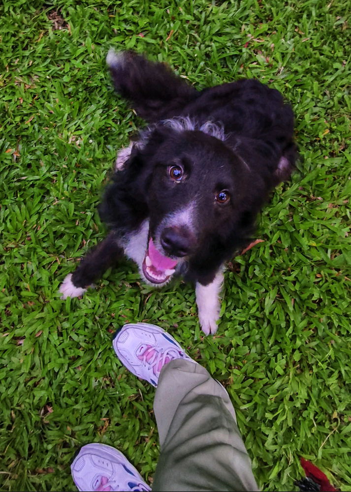 Dog