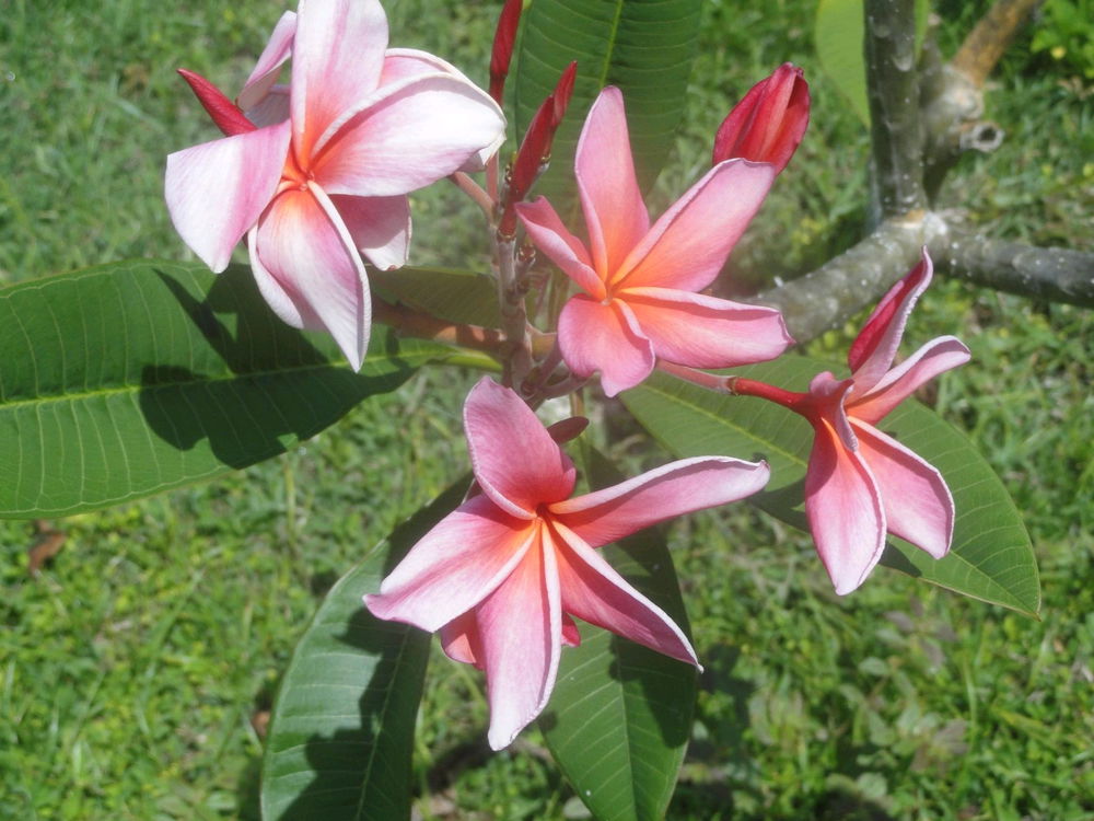 Pink plumerias 🌸