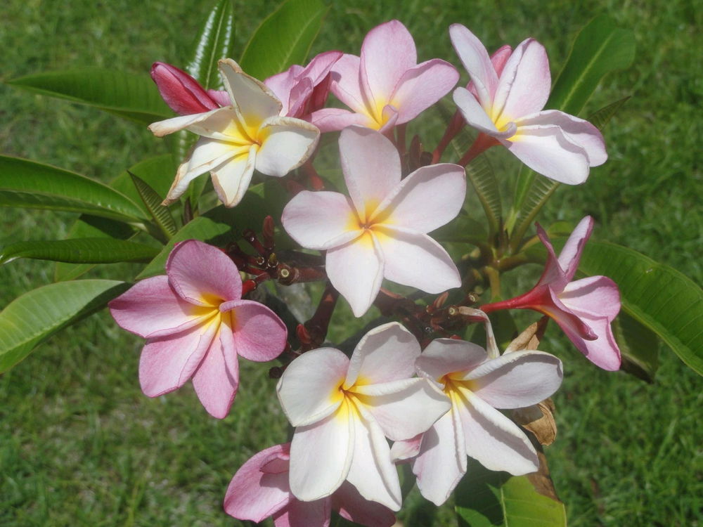 More pink plumerias