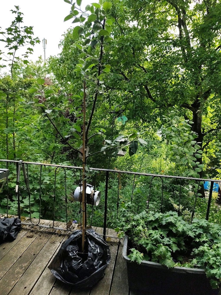 Apfelbaum