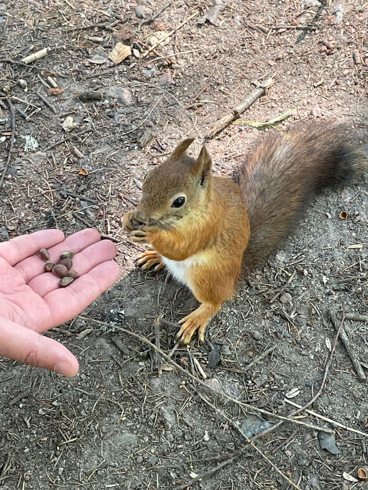 Наглая Павловская белка🐿️😁