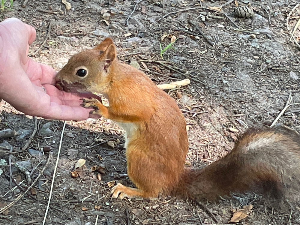 Наглая Павловская белка🐿️😁