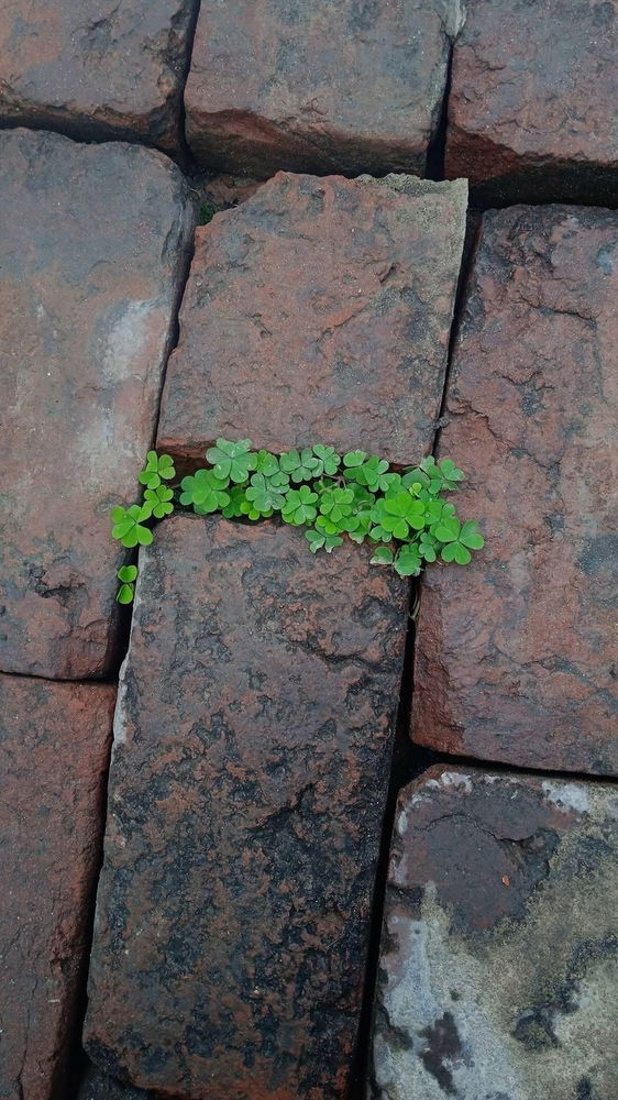 Hope