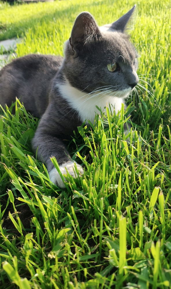 😺