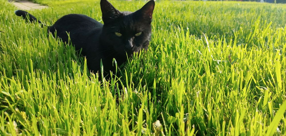 😺