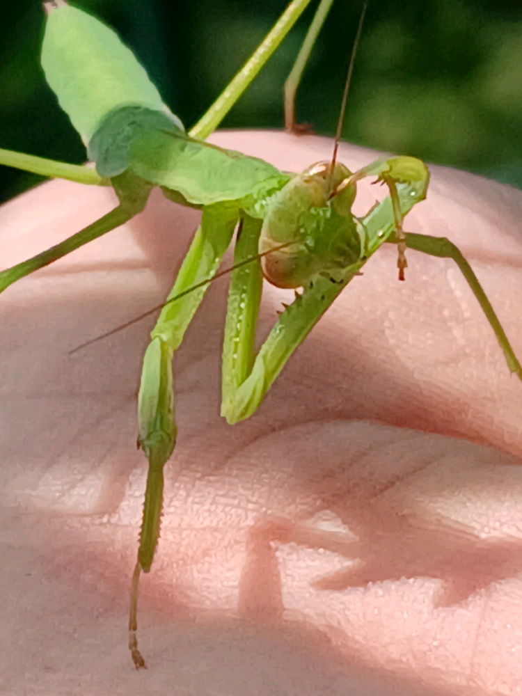 Garden friends