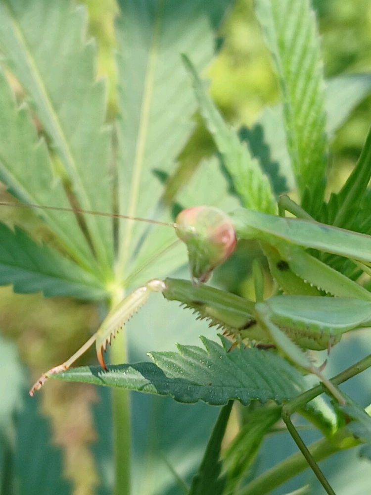 Garden friends