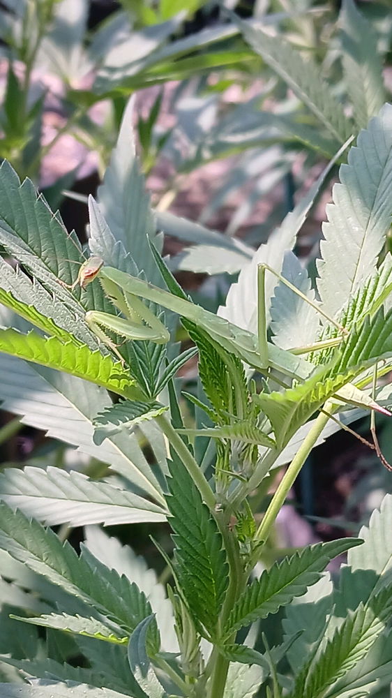 Garden friends