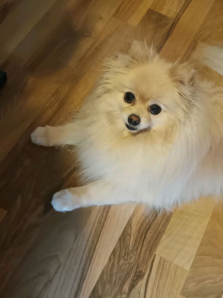Cats vs Dogs