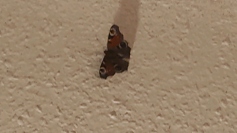 Abendlicher Besuch