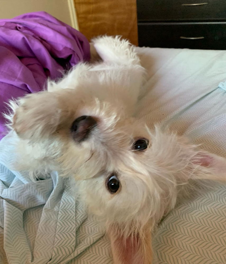Lulú 💗