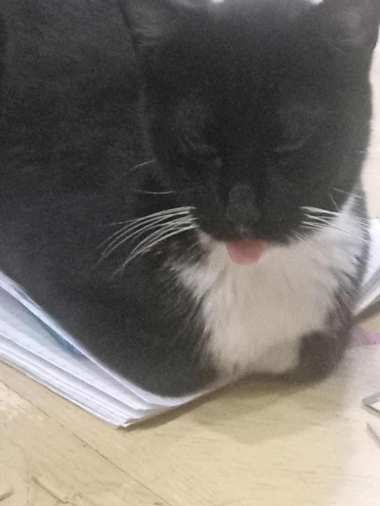 Caaaat