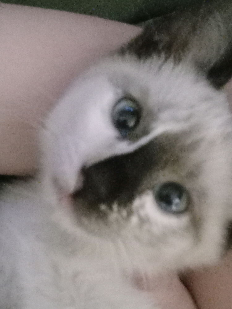 Caaaat