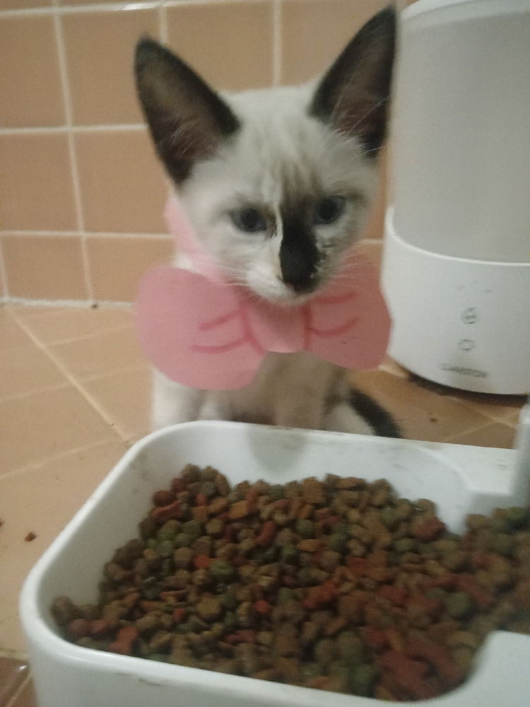 Caaaat