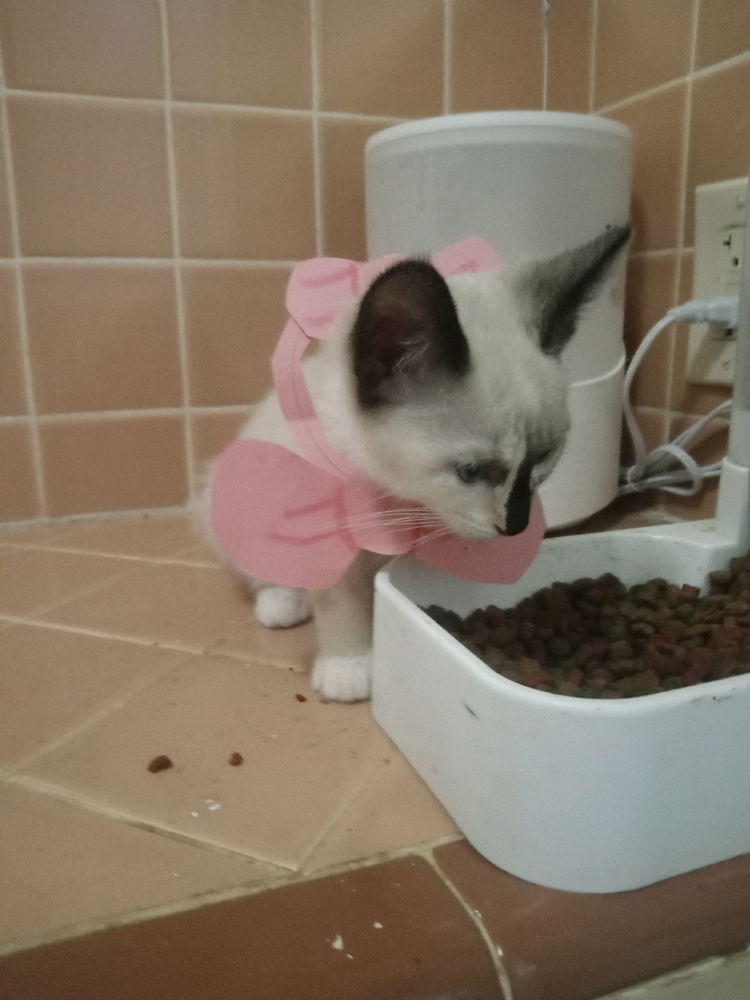 Caaaat
