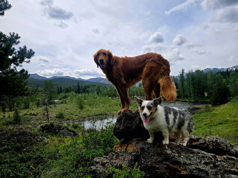 Pups in the Mountains