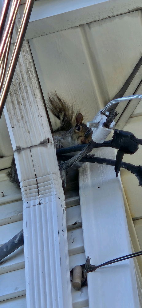 My neighbor part 2
